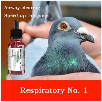 Дыхательные пути № 1 гоночный голубь удаляет слизь из дыхательных путей, дышит носом и ускоряет забег